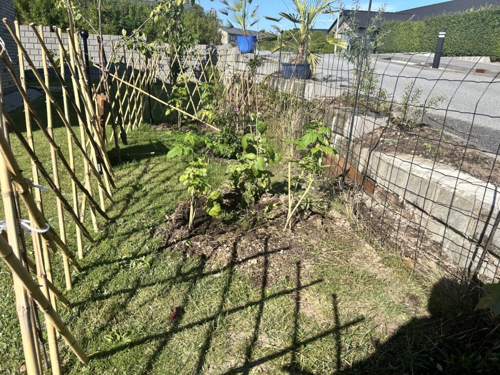 Borebed i mellemhaven