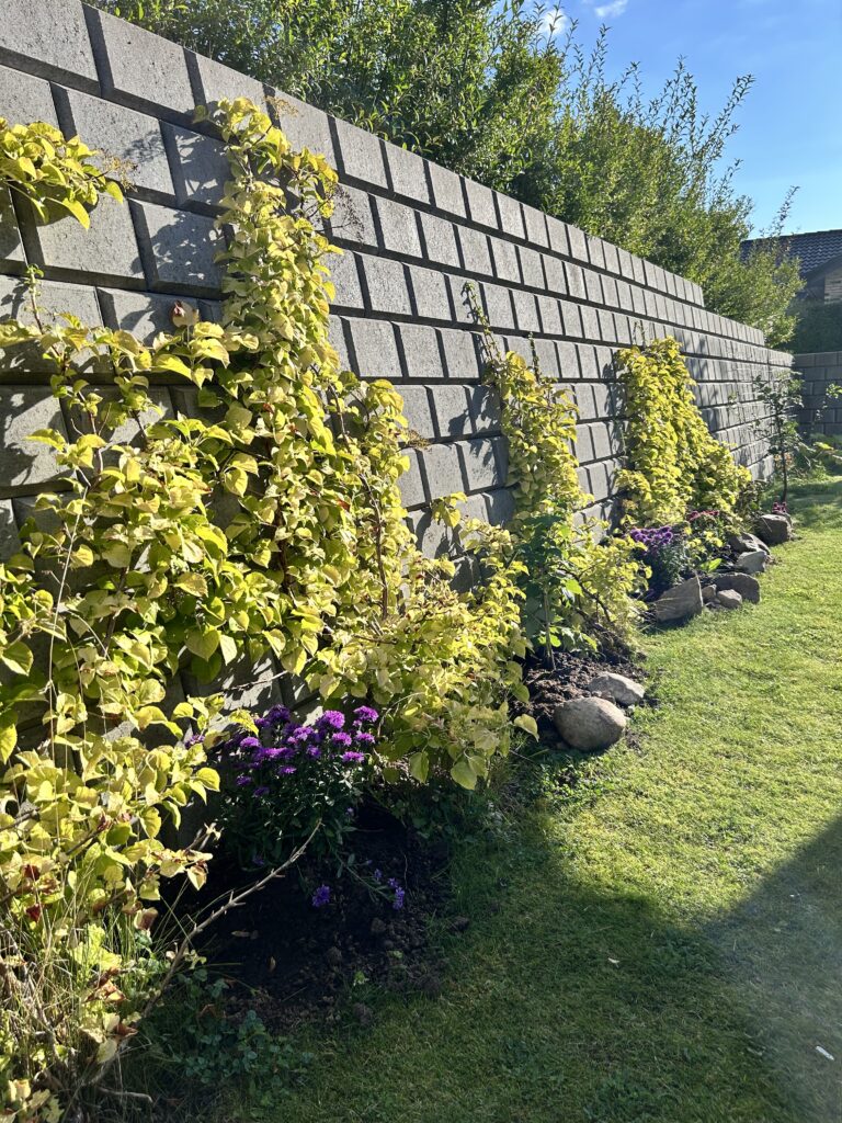 Fotos af klatrehortensia