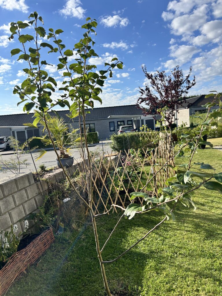 Foto af det nye frugtbed hvor hindbær, solbær, rips og høstanemoner er plantet i dybe huller fyldt op med god jord.