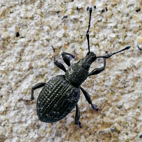Øresnudsebille - Curculionidae