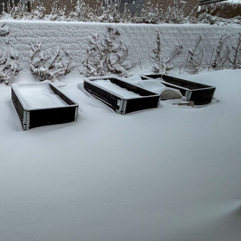 Snefygning lagde køkkenhaven i dvale - for nu.