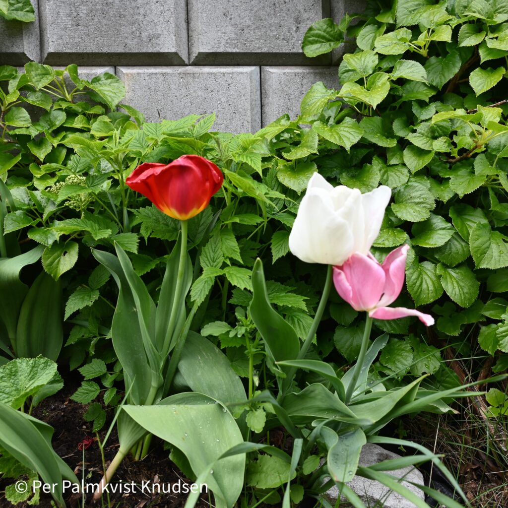 Tulipaner