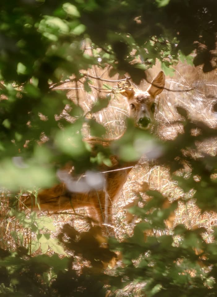 Ny Allerødgårds jorde Foto Liz Margerud